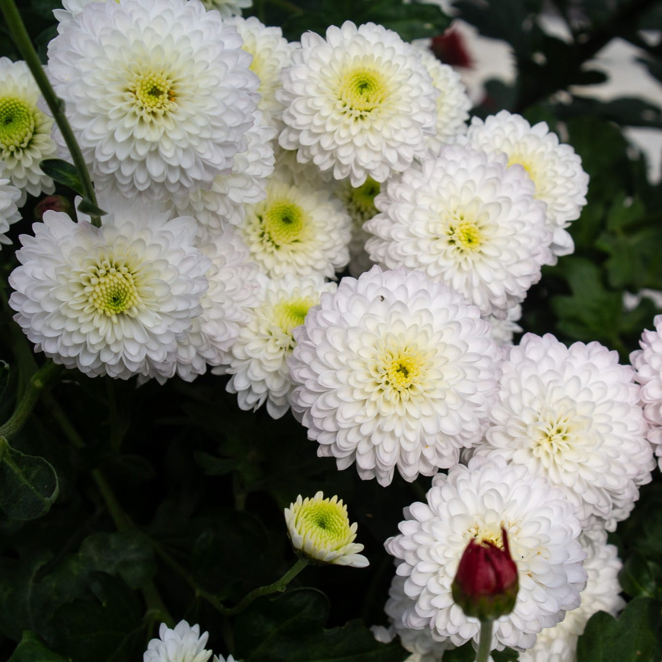 Brisa Chrysanthemum - Pack of 4