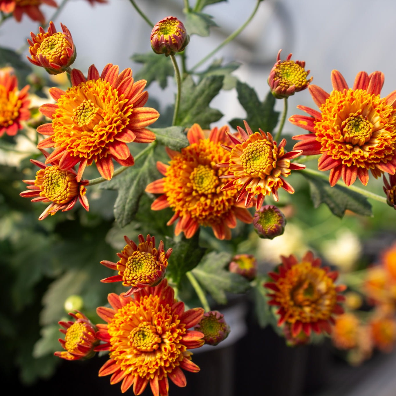 Bronze Fleece Chrysanthemum - Pack of 4