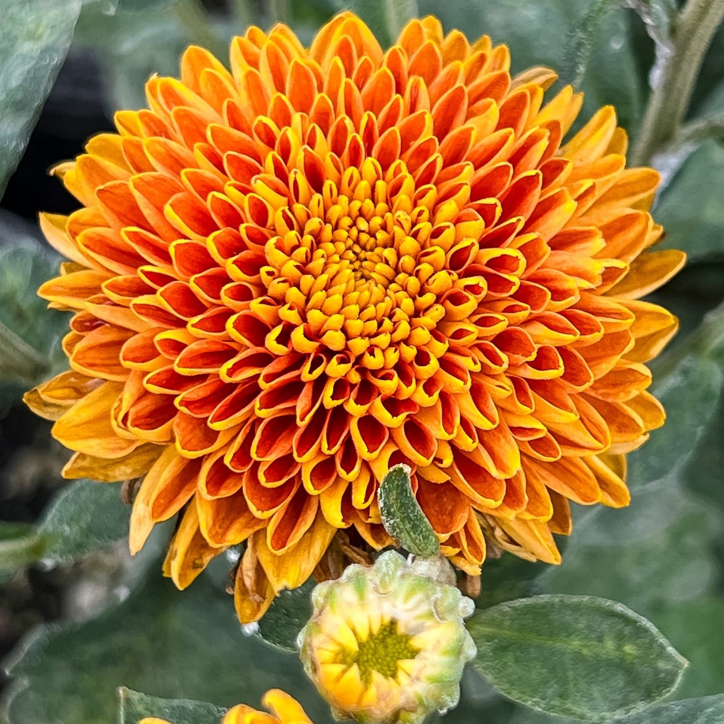 Burnt Copper Chrysanthemum - Pack of 4