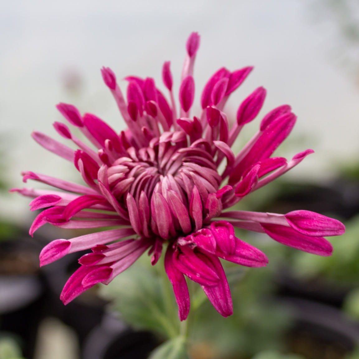 Carousel Chrysanthemum - Pack of 4