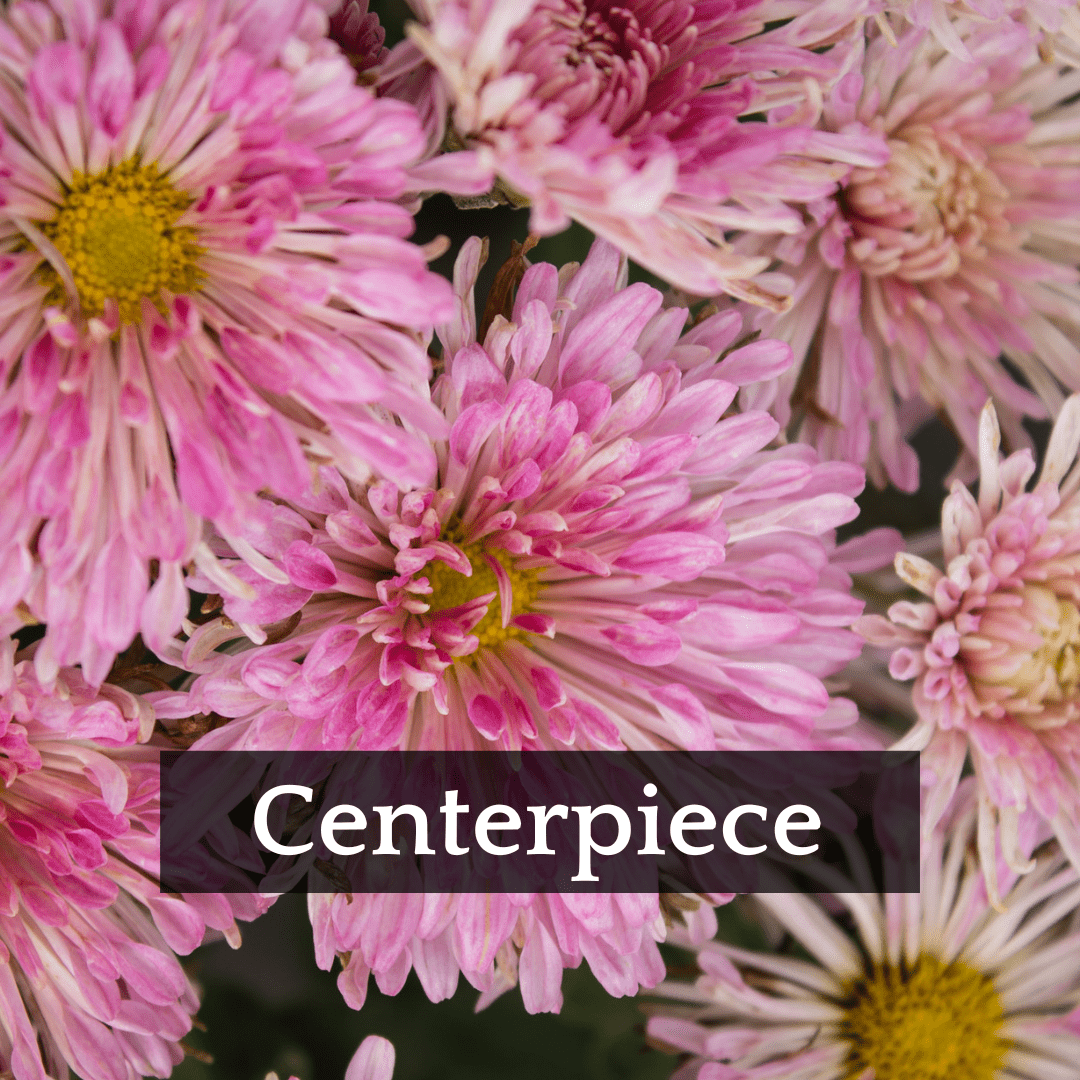 Autumn Colors Chrysanthemum Mix
