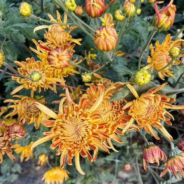 Champagne Beauty Chrysanthemum