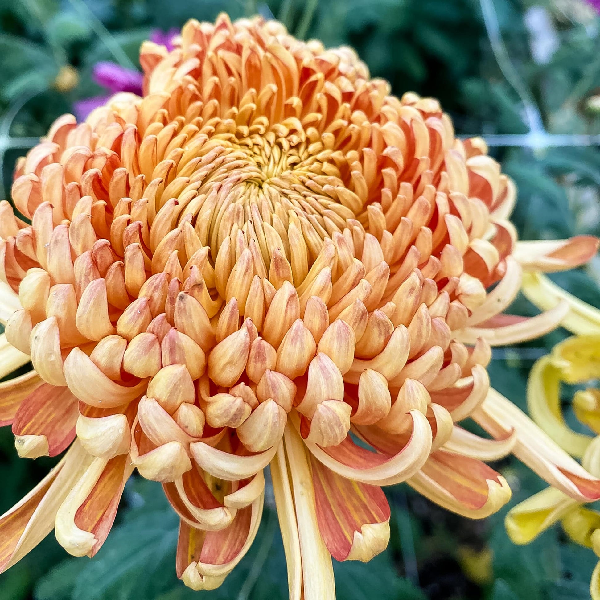 Champagne Beauty Chrysanthemum - Pack of 4