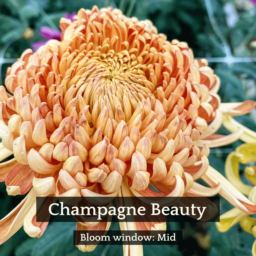 Football Mum Chrysanthemum Mix