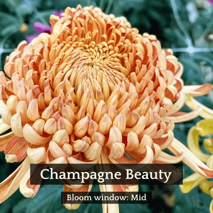Football Mum Chrysanthemum Mix