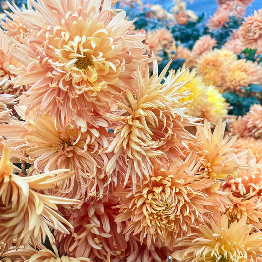 Cheerleader Chrysanthemum - Pack of 4
