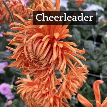 Early Bloomer Chrysanthemum Mix