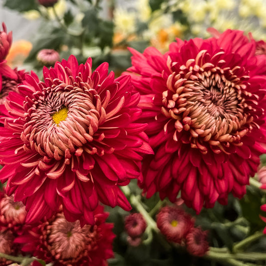 Cherry Venice Chrysanthemum (4 pk)