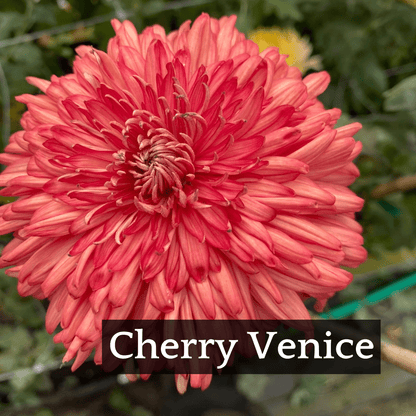 Autumn Colors Chrysanthemum Mix