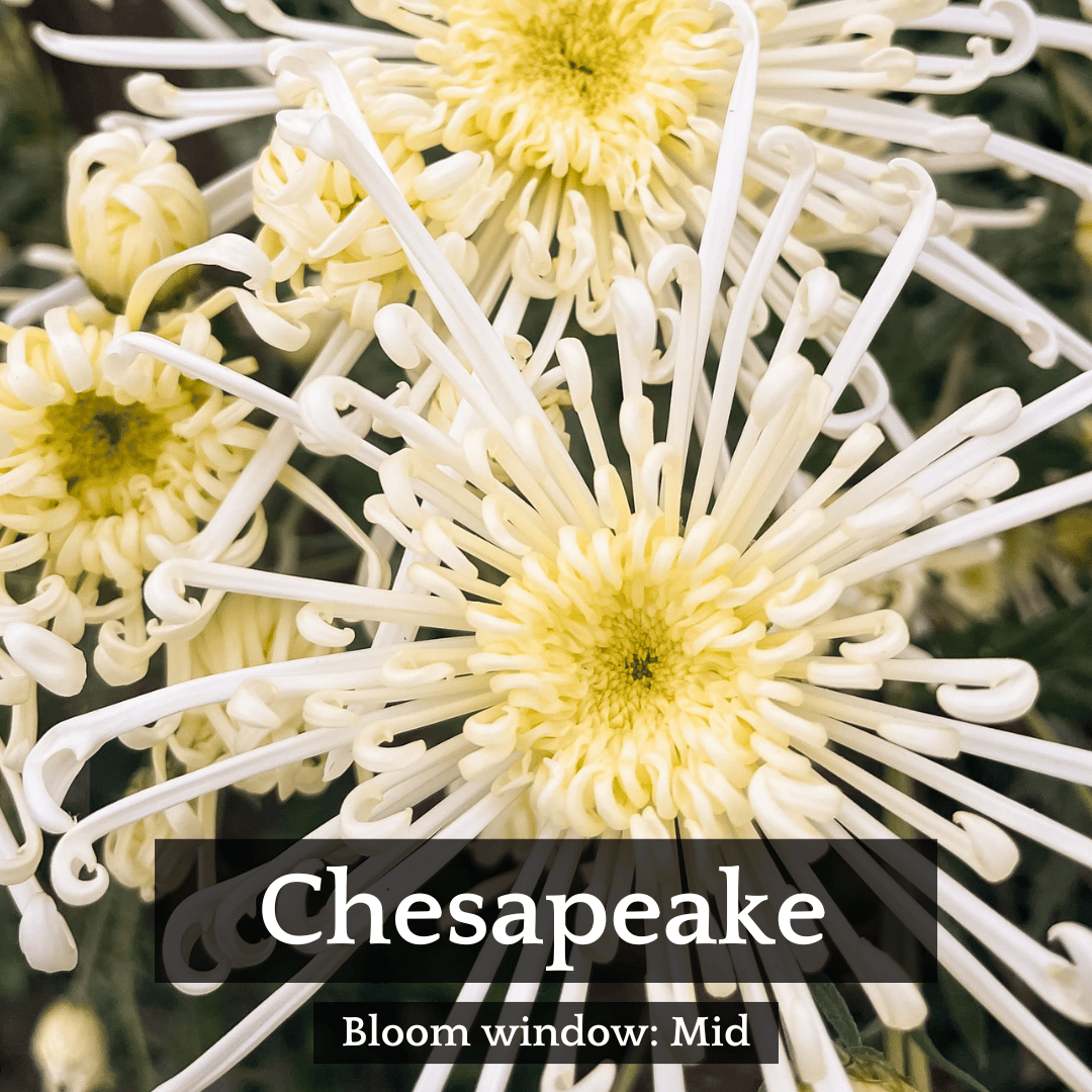Spider Mums Chrysanthemum Mix