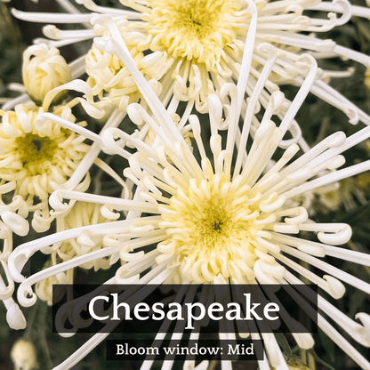 Spider Mums Chrysanthemum Mix