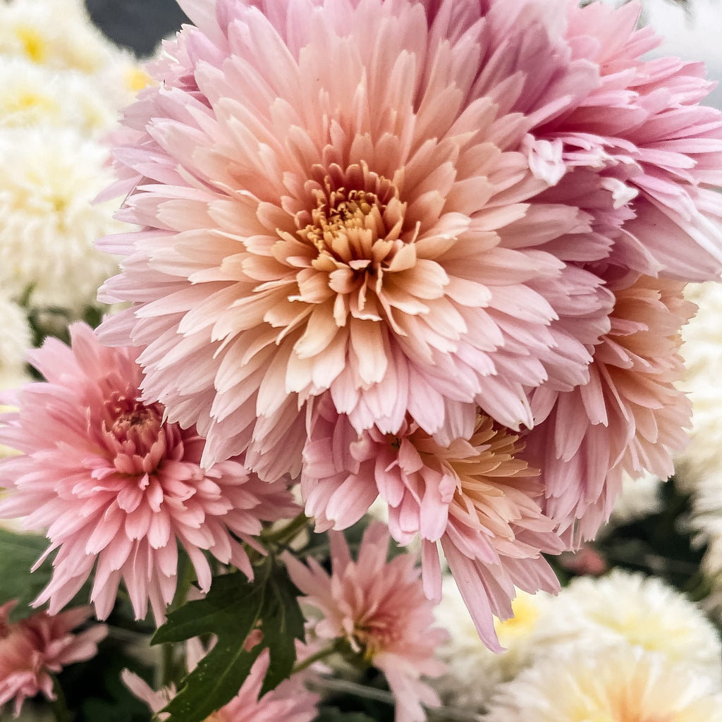 Chiffon Chrysanthemum (4 pk) Harmony Harvest Farm