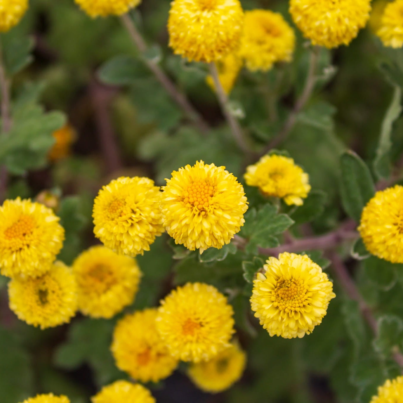 Child's Play Chrysanthemum - Pack of 4