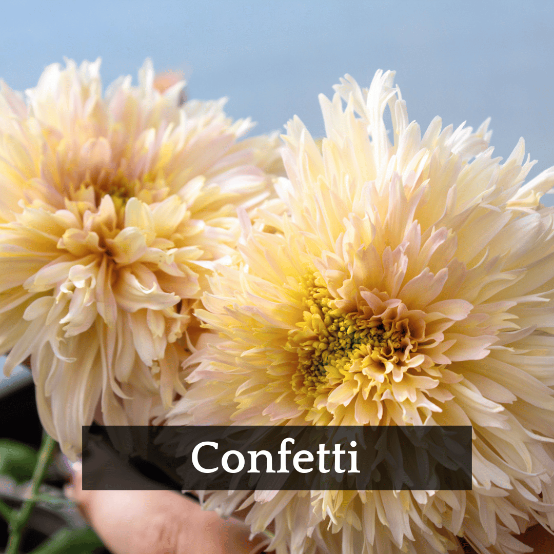 Late Bloomer Chrysanthemum Mix