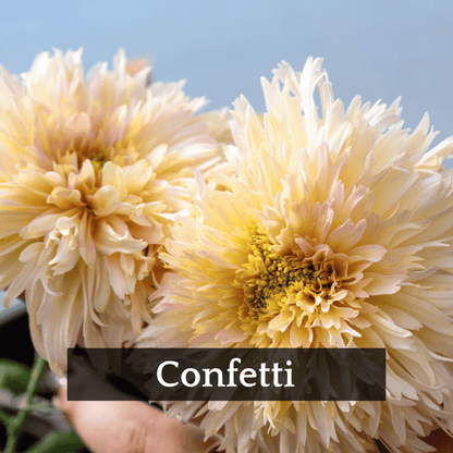 Late Bloomer Chrysanthemum Mix