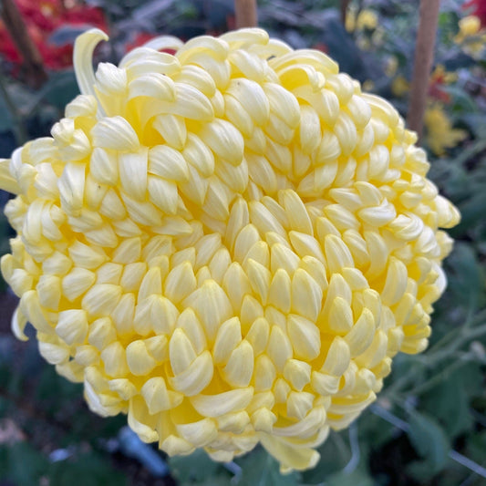 Close-up of a yellow flower with a blurred background