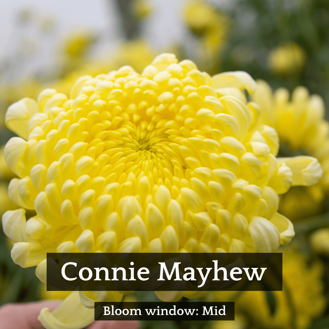 Football Mum Chrysanthemum Mix