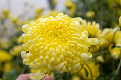 Football Mum Chrysanthemum Mix