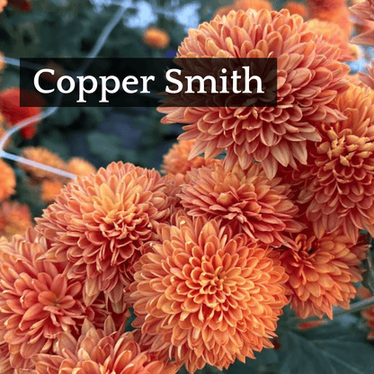 Autumn Colors Chrysanthemum Mix
