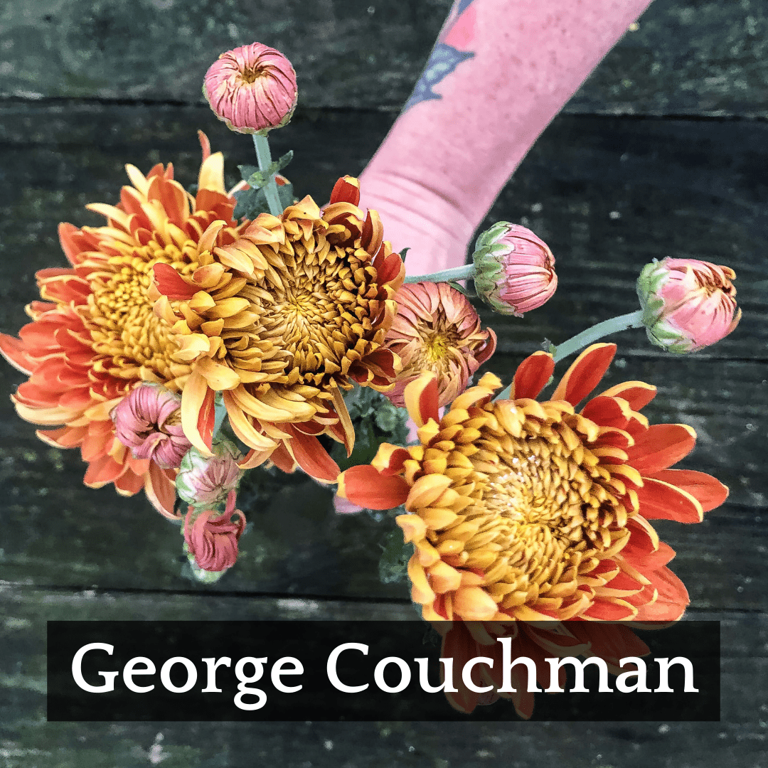 Football Mum Chrysanthemum Mix