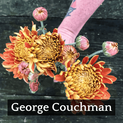 Football Mum Chrysanthemum Mix