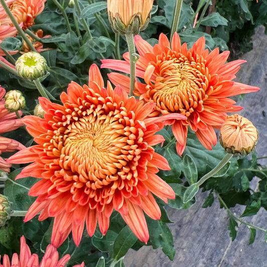 Coral Cavalier Chrysanthemum - Pack of 4