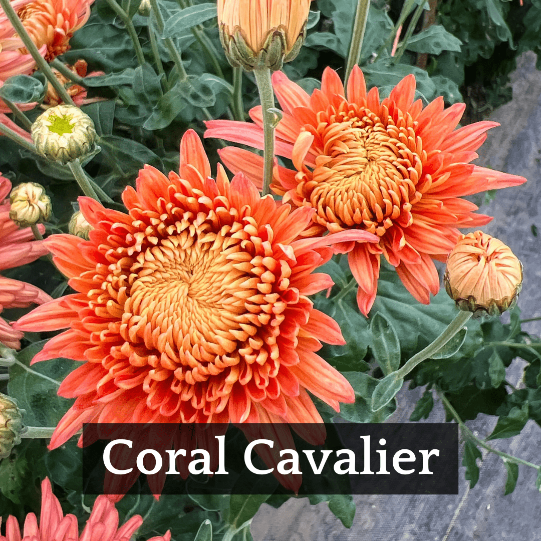 Early Bloomer Chrysanthemum Mix