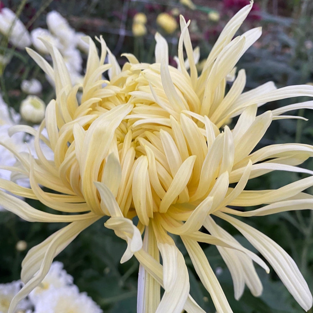 Cream Jessie Habgood Chrysanthemum