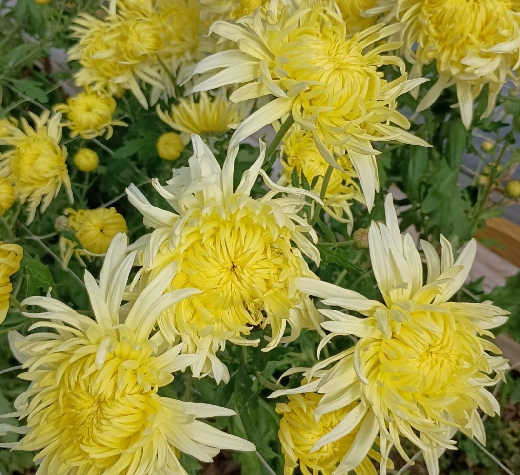 Cream Jessie Habgood Chrysanthemum - Pack of 4