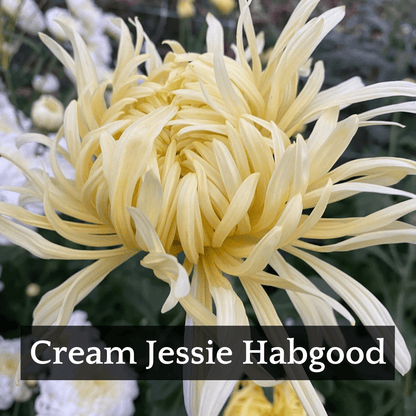 Mid Bloomer Chrysanthemum Mix