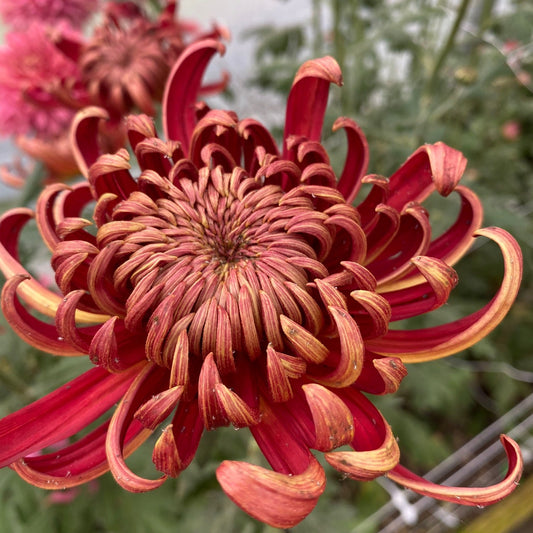 Close-up of a red flower with a blurred background