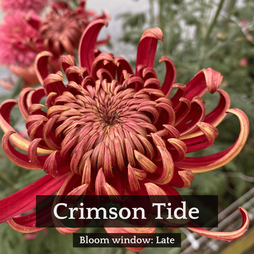 Football Mum Chrysanthemum Mix