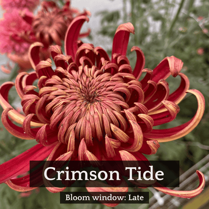 Football Mum Chrysanthemum Mix