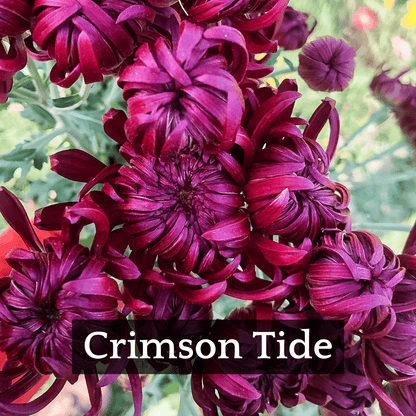 Mid Bloomer Chrysanthemum Mix