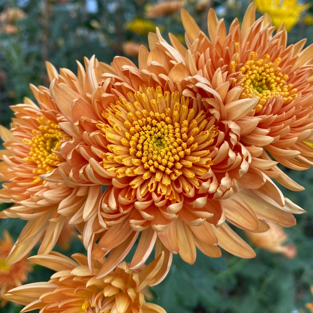 Daybreak Chrysanthemum