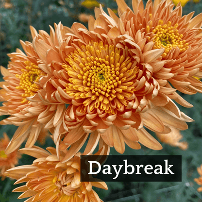 Autumn Colors Chrysanthemum Mix