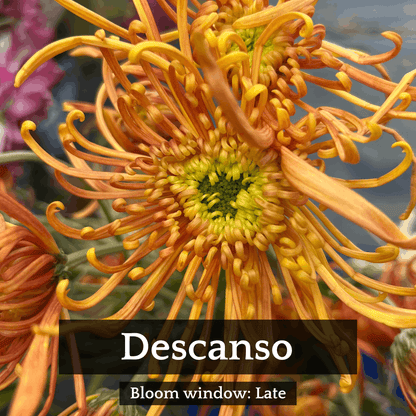 Spider Mums Chrysanthemum Mix
