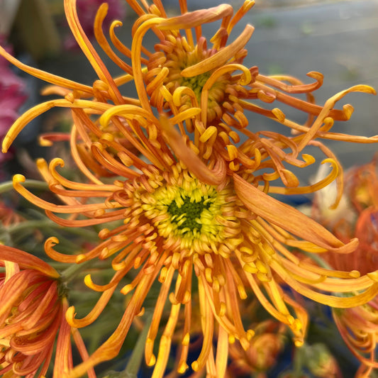 Descanso Chrysanthemum - Pack of 4