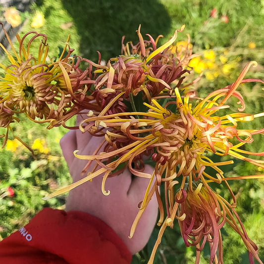 Descanso Chrysanthemum (4 pk)