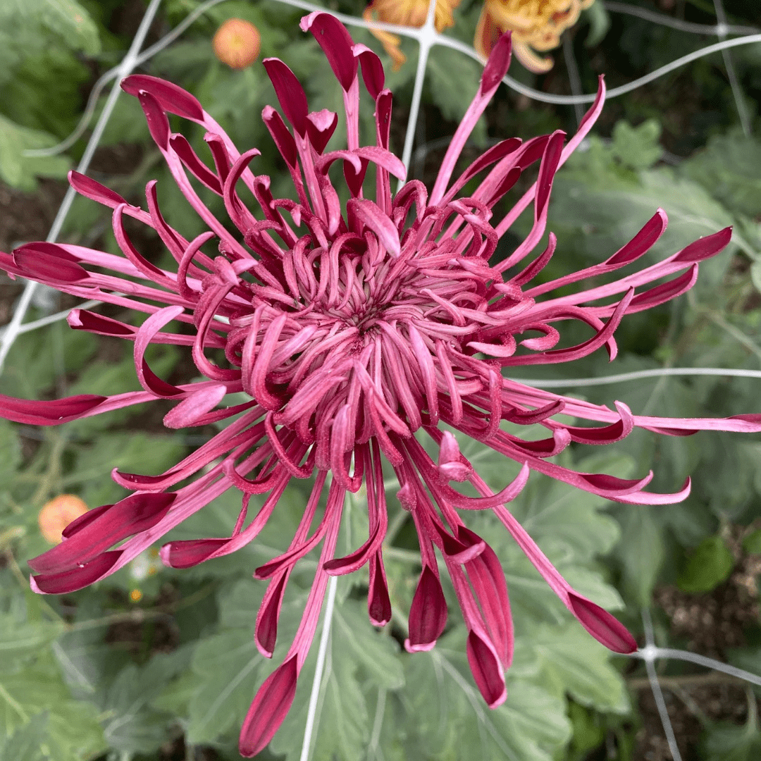 Diane Stokes Chrysanthemum - Pack of 4