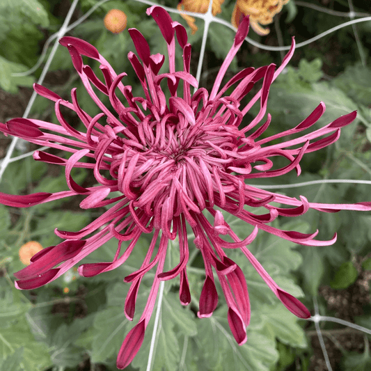 Diane Stokes Chrysanthemum - Pack of 4
