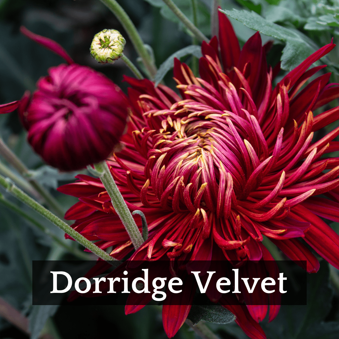 Early Bloomer Chrysanthemum Mix