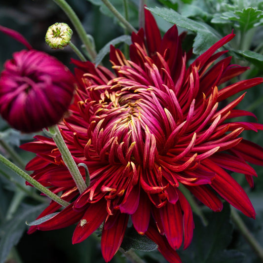 Close-up of a vibrant red flower with green leaves in the background