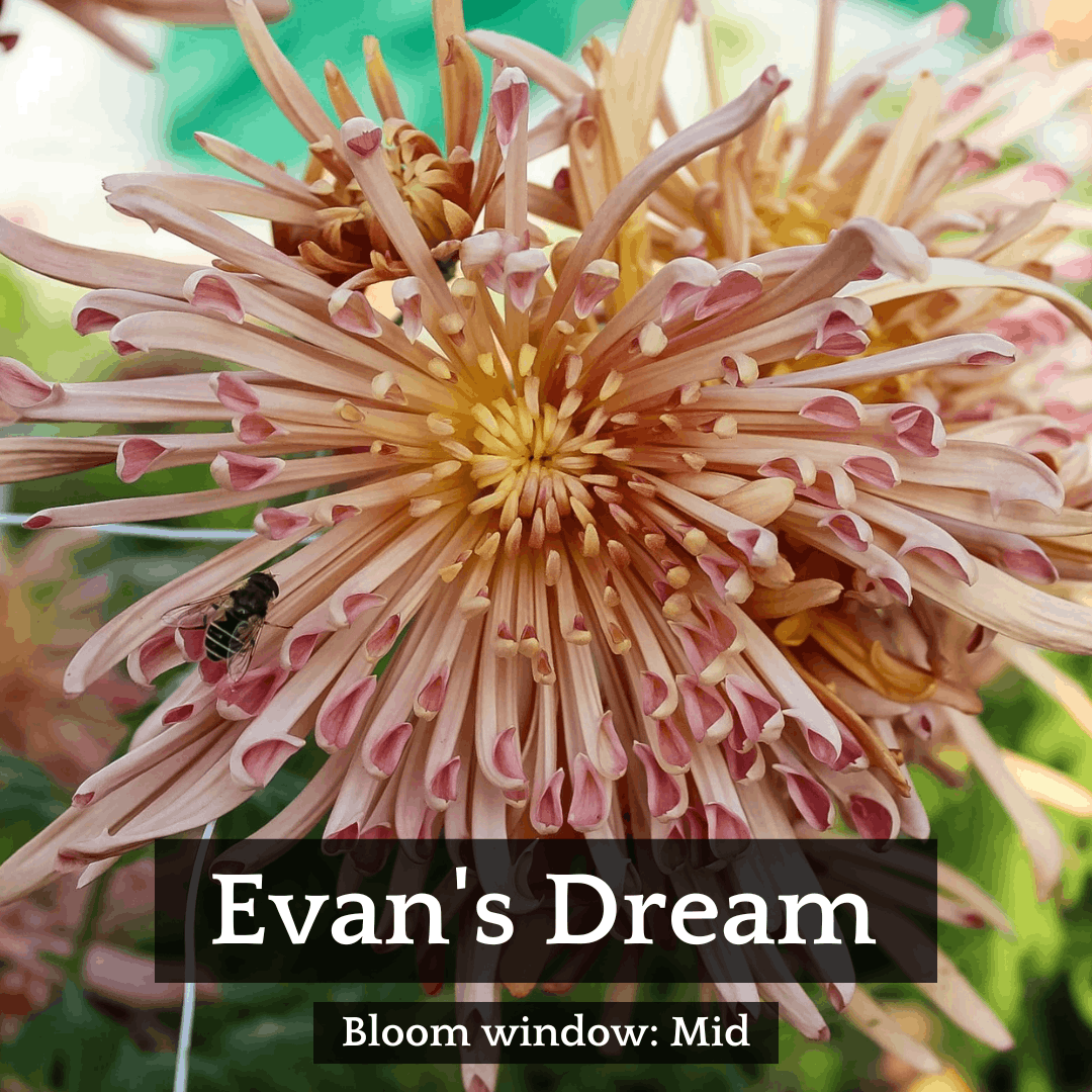 Spider Mums Chrysanthemum Mix