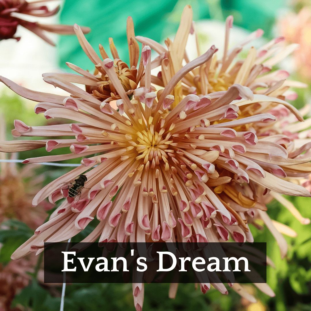 Mid Bloomer Chrysanthemum Mix