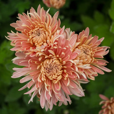 Peach Fairweather Chrysanthemum