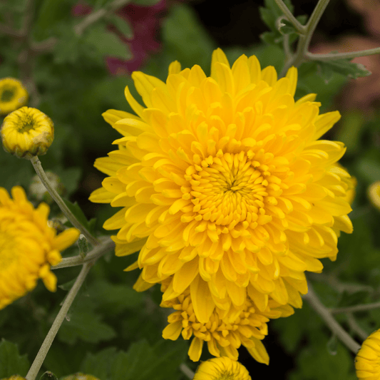 Fairweather Yellow Chrysanthemum (4 pk)