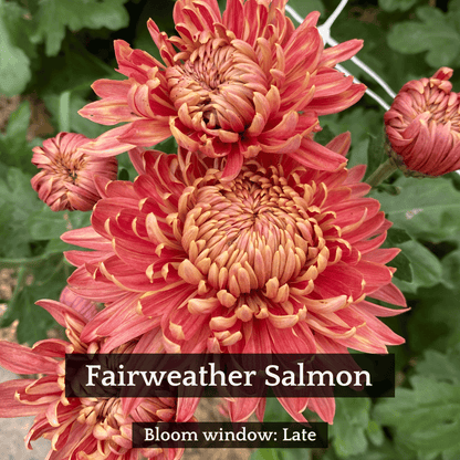 Football Mum Chrysanthemum Mix