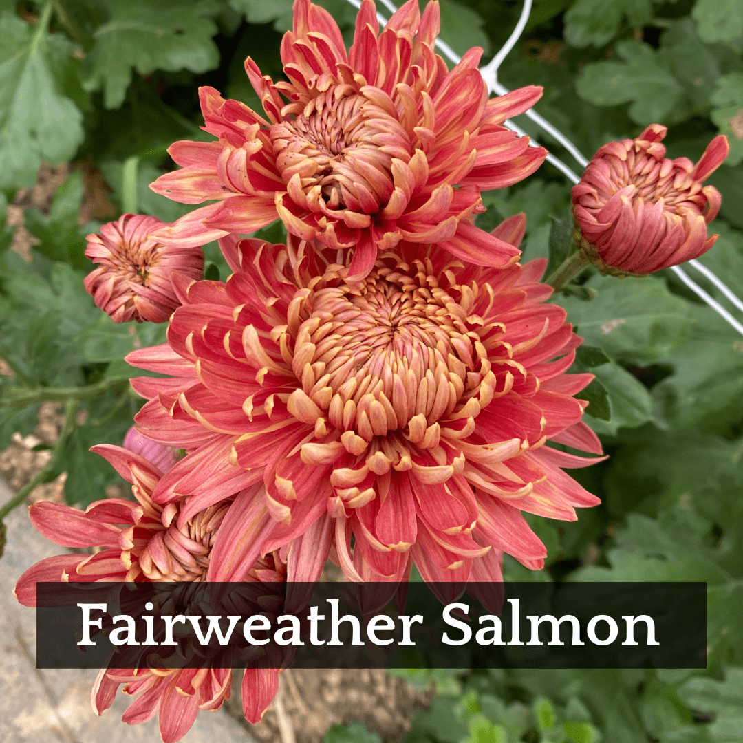 Autumn Colors Chrysanthemum Mix