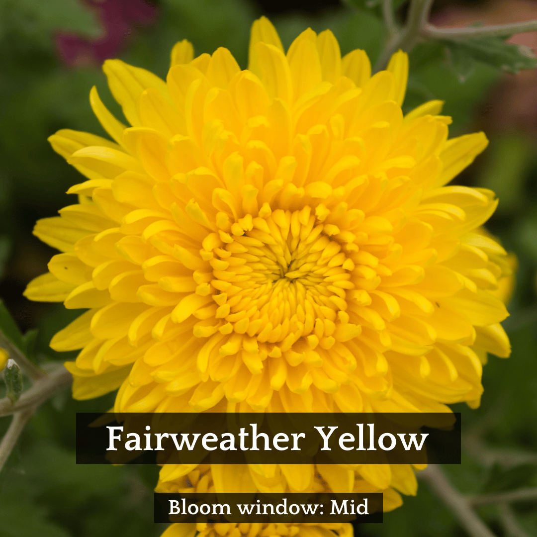 Football Mum Chrysanthemum Mix